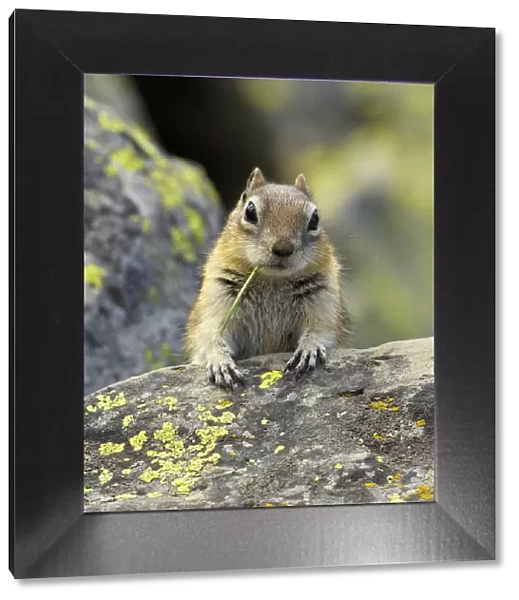 Portrait of Golden Mantled Ground Squirrel (Spermophilus lateralis) with a blade