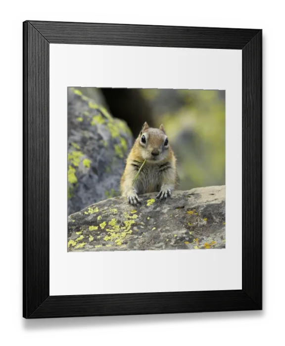 Framed Print : Portrait of Golden Mantled Ground Squirrel (Spermophilus lateralis) with a blade Framed Print : Portrait of Golden Mantled Ground Squirrel (Spermophilus lateralis) with a blade