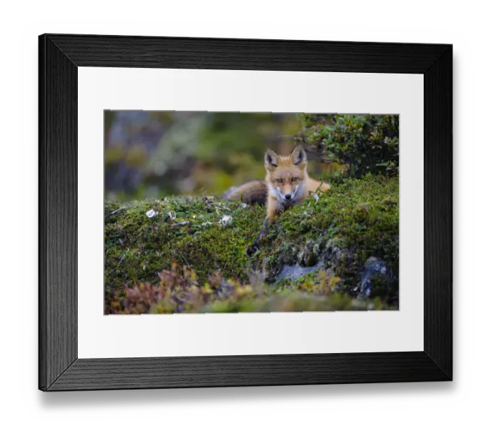 Framed Print : Red fox (Vulpes vulpes) Yukon Delta National Wildlife Refuge, Alaska, USA Framed Print : Red fox (Vulpes vulpes) Yukon Delta National Wildlife Refuge, Alaska, USA
