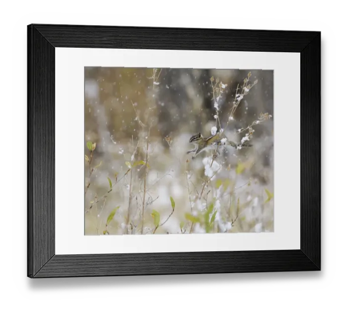 Framed Print : Least Chipmunk (Tamius minimus) feeding on the seeds of a thistle bush during a snowstorm Framed Print : Least Chipmunk (Tamius minimus) feeding on the seeds of a thistle bush during a snowstorm