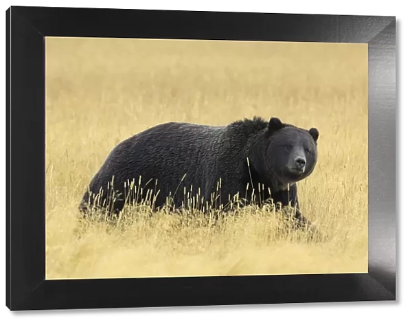 Grizzly bear (Ursus arctos horribilis) walking through long grass, Yellowstone NP