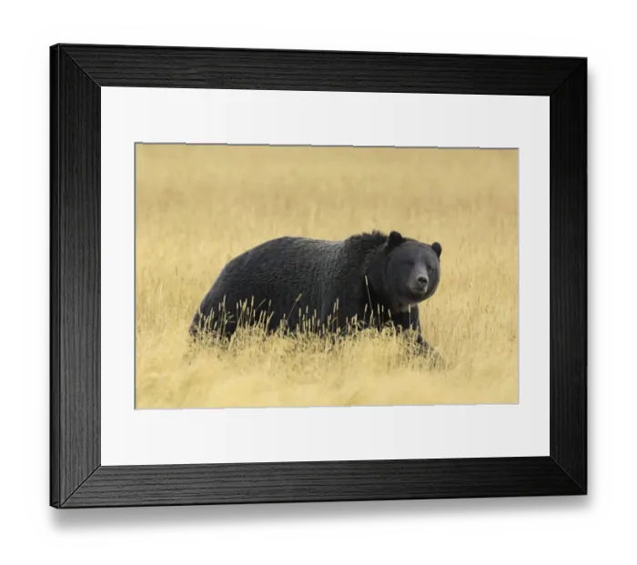 Framed Print : Grizzly bear (Ursus arctos horribilis) walking through long grass, Yellowstone NP Framed Print : Grizzly bear (Ursus arctos horribilis) walking through long grass, Yellowstone NP