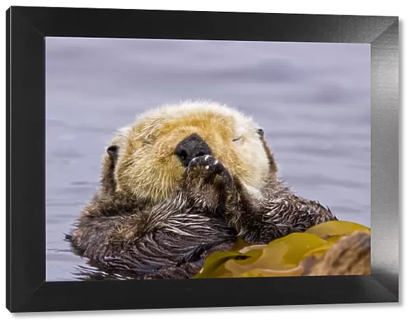 Sea otter (Enhydra lutris) floating on back amongst kelp, sleeping, Barkley Sound