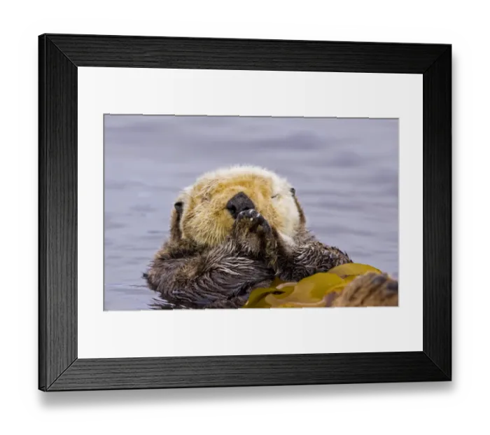 Framed Print : Sea otter (Enhydra lutris) floating on back amongst kelp, sleeping, Barkley Sound Framed Print : Sea otter (Enhydra lutris) floating on back amongst kelp, sleeping, Barkley Sound