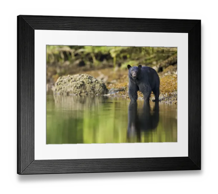Framed Print : Black Bear (Ursus americanus) at waters edge, Barkley Sound, Vancouver Island, British Columbia Framed Print : Black Bear (Ursus americanus) at waters edge, Barkley Sound, Vancouver Island, British Columbia
