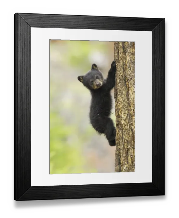 Framed Print : Young Black bear (Ursus americanus) cub climbing mature fir tree, Yellowstone National Park Framed Print : Young Black bear (Ursus americanus) cub climbing mature fir tree, Yellowstone National Park