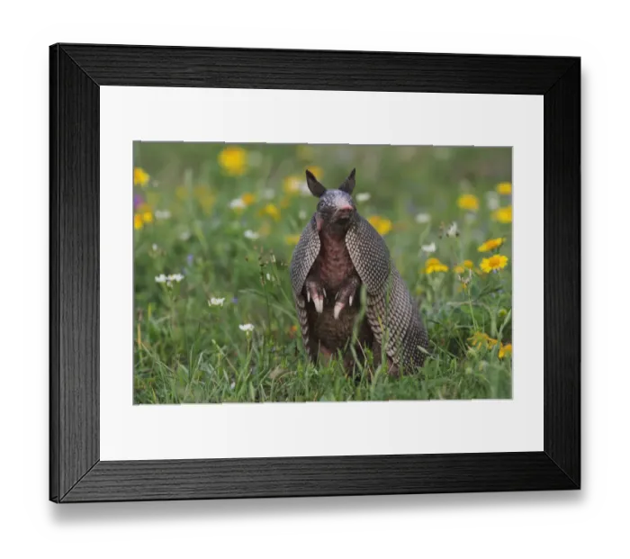 Framed Print : Nine-banded Armadillo (Dasypus novemcinctus) in wildflower meadow standing on hind legs
