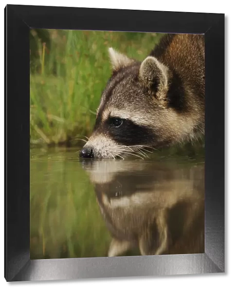 Northern Raccoon (Procyon lotor) drinking from wetland lake with reflections. Fennessey Ranch