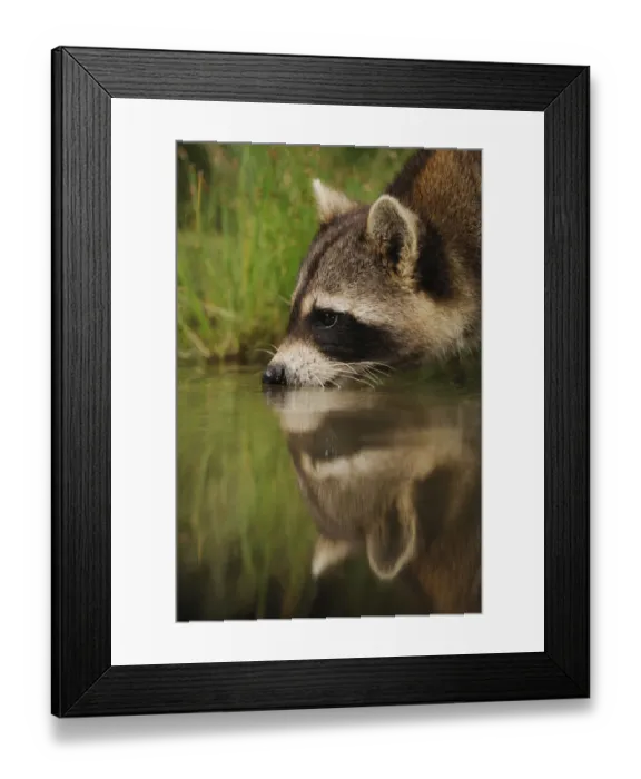 Framed Print : Northern Raccoon (Procyon lotor) drinking from wetland lake with reflections. Fennessey Ranch Framed Print : Northern Raccoon (Procyon lotor) drinking from wetland lake with reflections. Fennessey Ranch