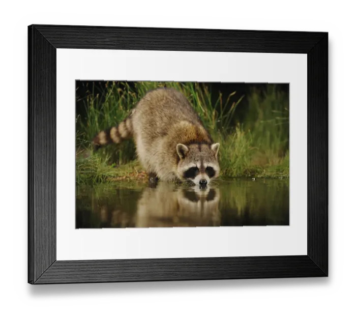 Framed Print : RF- Northern Raccoon (Procyon lotor) drinking from wetland lake. Fennessey Ranch Framed Print : RF- Northern Raccoon (Procyon lotor) drinking from wetland lake. Fennessey Ranch