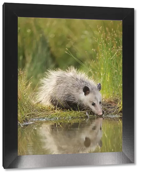 Virginia Opossum (Didelphis virginiana) juvenile drinking from wetland lake, Fennessey Ranch