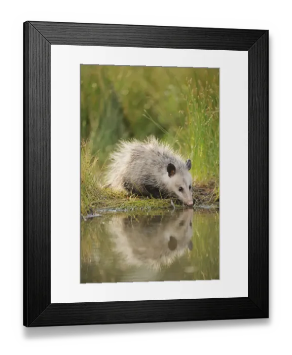 Framed Print : Virginia Opossum (Didelphis virginiana) juvenile drinking from wetland lake, Fennessey Ranch Framed Print : Virginia Opossum (Didelphis virginiana) juvenile drinking from wetland lake, Fennessey Ranch