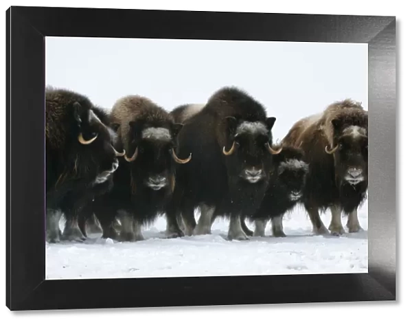 Herd of Muskox with calf (Ovibos moschatus) standing in the snow, Banks Island, North