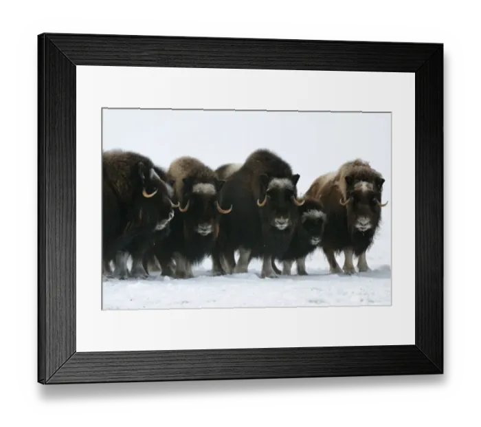 Framed Print : Herd of Muskox with calf (Ovibos moschatus) standing in the snow, Banks Island, North Framed Print : Herd of Muskox with calf (Ovibos moschatus) standing in the snow, Banks Island, North