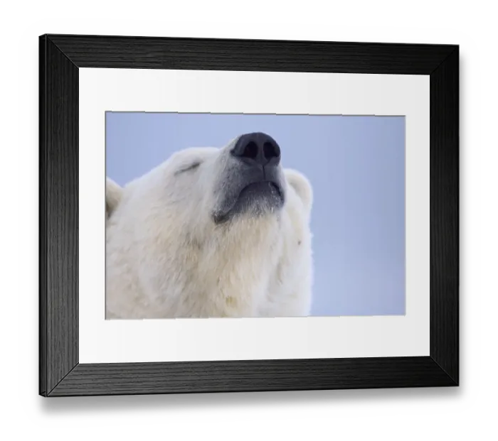 Framed Print : Polar bear (Ursus maritimus) head portrait of adult scenting the wind, Arctic National Framed Print : Polar bear (Ursus maritimus) head portrait of adult scenting the wind, Arctic National