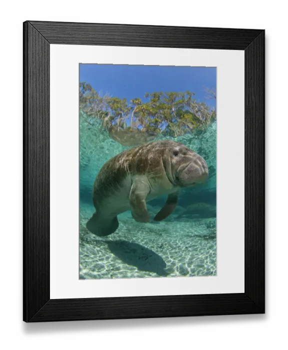 Framed Print : RF- Florida manatee (Trichechus manatus latirostrus) portrait in Three Sisters Spring Framed Print : RF- Florida manatee (Trichechus manatus latirostrus) portrait in Three Sisters Spring