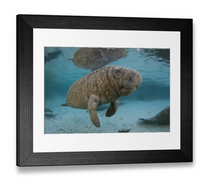 Framed Print : RF- Very young Florida manatee (Trichechus manatus latirostrus) Manatees are often Framed Print : RF- Very young Florida manatee (Trichechus manatus latirostrus) Manatees are often