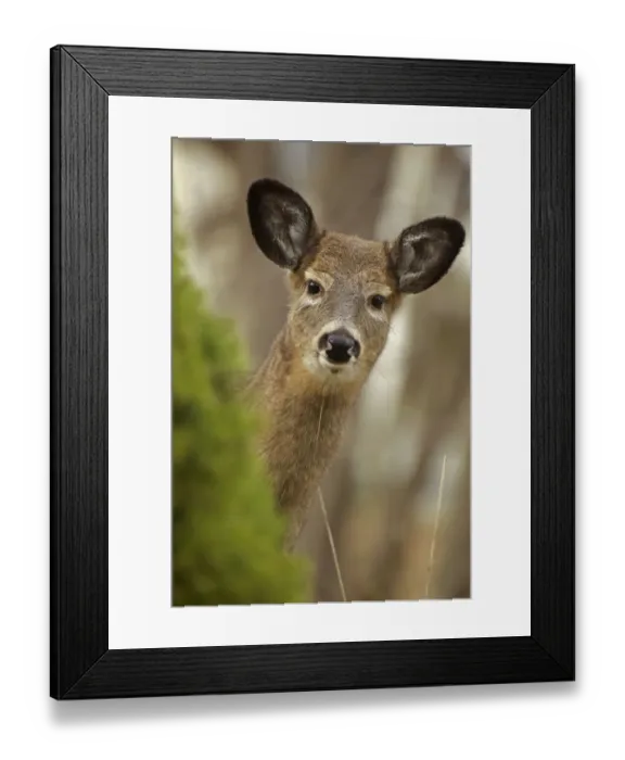 Framed Print : White-tailed deer (Odocoileus virginianus) doe. New York, USA, November