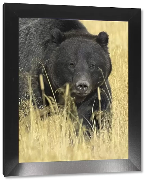 Grizzly bear (Ursus arctos horribilis) in long grass, Yellowstone NP, Wyoming, USA