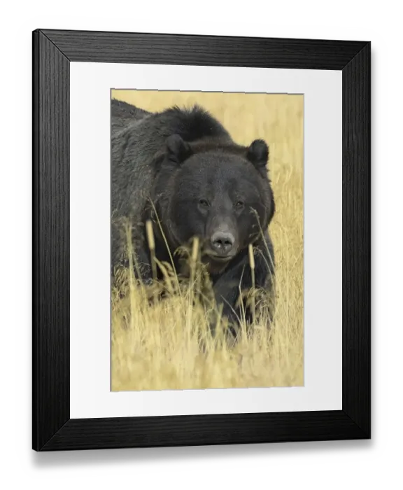 Framed Print : Grizzly bear (Ursus arctos horribilis) in long grass, Yellowstone NP, Wyoming, USA Framed Print : Grizzly bear (Ursus arctos horribilis) in long grass, Yellowstone NP, Wyoming, USA
