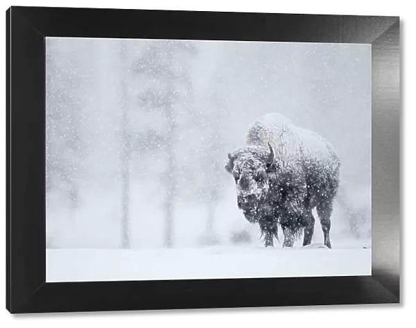 Bison (Bison bison) in snowstorm. Yellowstone National Park, USA, February