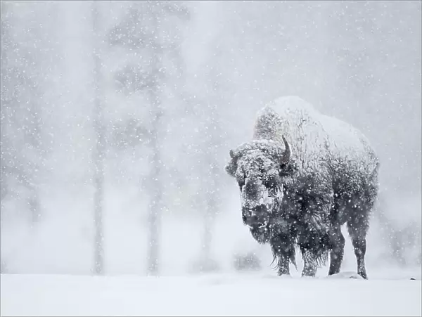 Bison (Bison bison) in snowstorm. Yellowstone National Park, USA, February