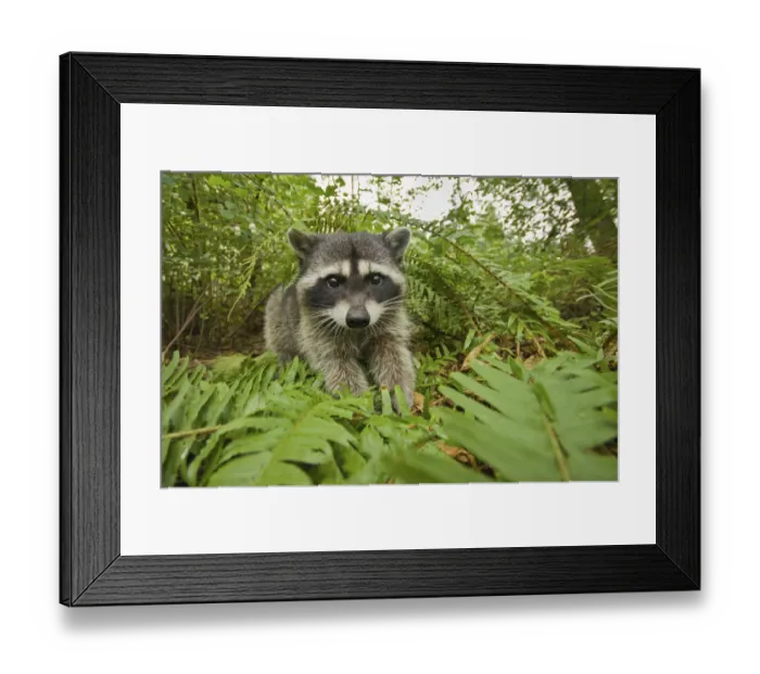 Framed Print : Raccoon (Procyon lotor) portrait, Stanley park, Vancouver, British Columbia, Cananda Framed Print : Raccoon (Procyon lotor) portrait, Stanley park, Vancouver, British Columbia, Cananda