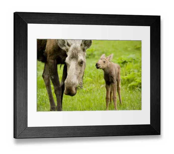 Framed Print : Moose (Alces alces) cow with a newborn calf. Tony Knowles Coastal Trail, Anchorage Framed Print : Moose (Alces alces) cow with a newborn calf. Tony Knowles Coastal Trail, Anchorage