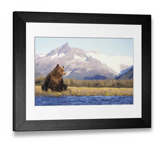 Framed Print : Grizzly bear (Ursus arctos horribils) sow sits in riverbed with a mountain range in background Framed Print : Grizzly bear (Ursus arctos horribils) sow sits in riverbed with a mountain range in background