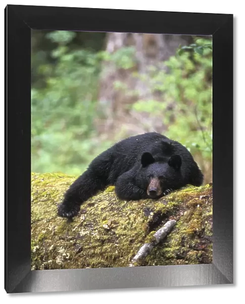 Black bear (Ursus americanus) adult resting on an old growth log in the Olympic rainforest