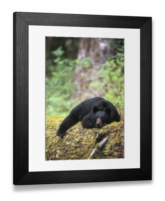 Framed Print : Black bear (Ursus americanus) adult resting on an old growth log in the Olympic rainforest Framed Print : Black bear (Ursus americanus) adult resting on an old growth log in the Olympic rainforest