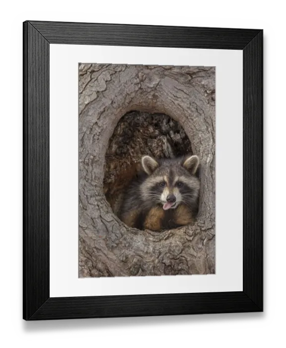 Framed Print : Raccoon (Procyon lotor) in tree, New York, USA Framed Print : Raccoon (Procyon lotor) in tree, New York, USA