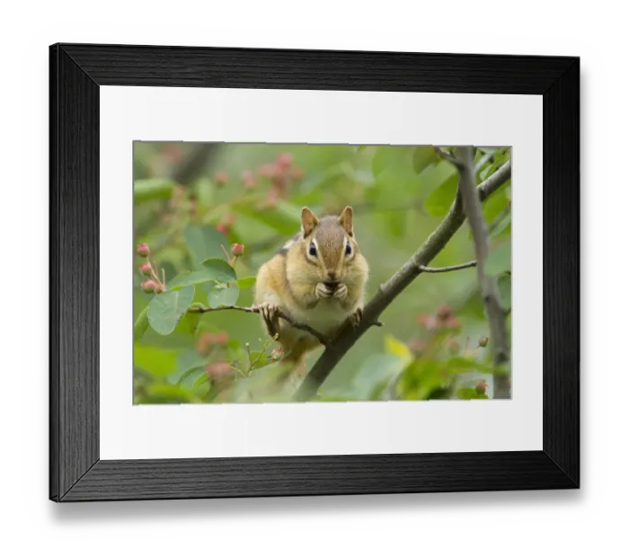 Framed Print : Eastern Chipmunk (Tamias striatus) feeding on Shadblow Serviceberry (Amelanchier Framed Print : Eastern Chipmunk (Tamias striatus) feeding on Shadblow Serviceberry (Amelanchier