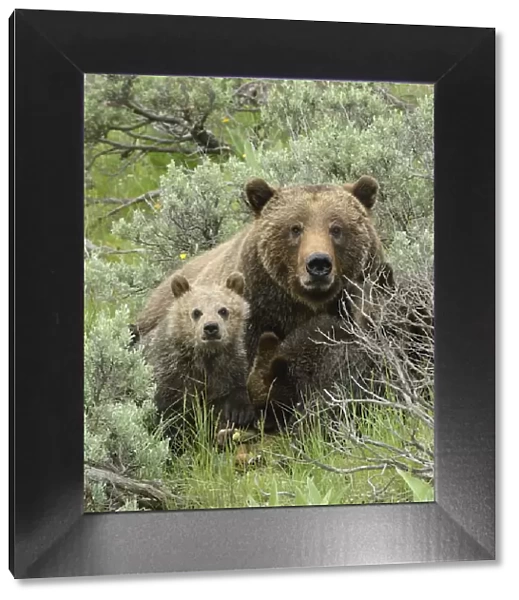 Grizzly Bear (Ursus arctos horribilis) mother and cubs. Grand Teton National Park