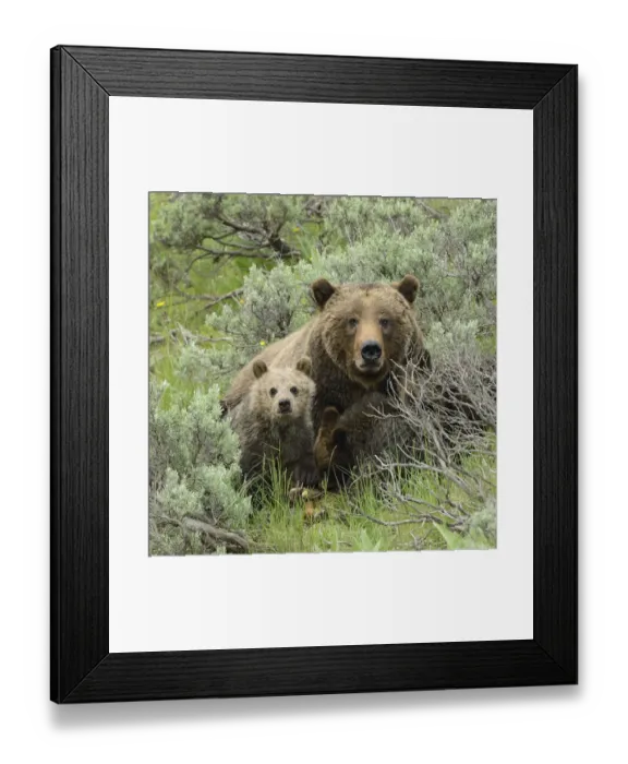 Framed Print : Grizzly Bear (Ursus arctos horribilis) mother and cubs. Grand Teton National Park Framed Print : Grizzly Bear (Ursus arctos horribilis) mother and cubs. Grand Teton National Park