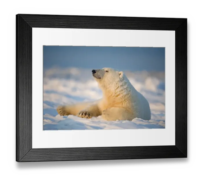 Framed Print : Polar bear (Ursus maritimus) young male resting on the newly frozen pack ice, Beaufort Sea Framed Print : Polar bear (Ursus maritimus) young male resting on the newly frozen pack ice, Beaufort Sea