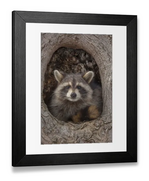 Framed Print : Raccoon (Procyon lotor) in tree hole, New York, USA Framed Print : Raccoon (Procyon lotor) in tree hole, New York, USA