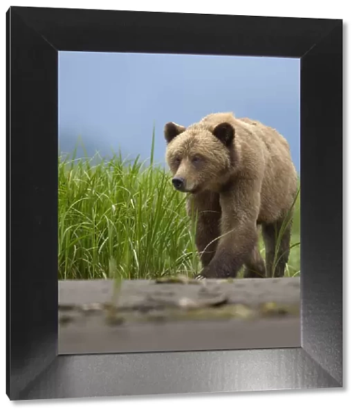 Male Grizzly bear (Ursus arctos horribilis), Khutzeymateen Grizzly Bear Sanctuary