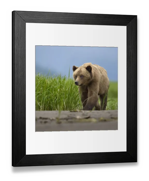 Framed Print : Male Grizzly bear (Ursus arctos horribilis), Khutzeymateen Grizzly Bear Sanctuary Framed Print : Male Grizzly bear (Ursus arctos horribilis), Khutzeymateen Grizzly Bear Sanctuary