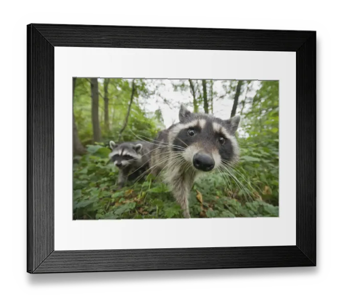 Framed Print : Raccoon (Procyon lotor) approaching camera, Stanley park, Vancouver, British Columbia Framed Print : Raccoon (Procyon lotor) approaching camera, Stanley park, Vancouver, British Columbia