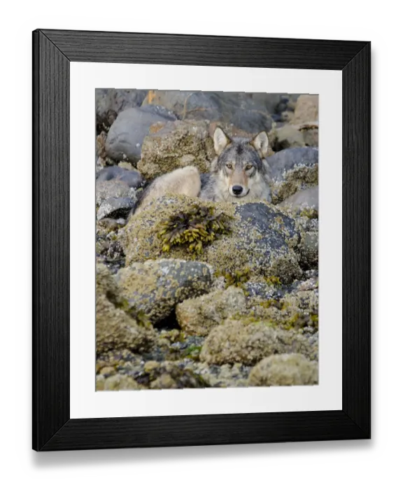 Framed Print : Vancouver Island grey wolf (Canis lupus crassodon) alpha female resting on the coast Framed Print : Vancouver Island grey wolf (Canis lupus crassodon) alpha female resting on the coast