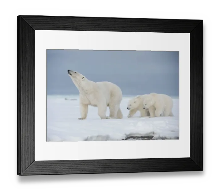 Framed Print : Polar bear (Ursus maritimus) sow with a pair of cubs walk on a barrier island during Framed Print : Polar bear (Ursus maritimus) sow with a pair of cubs walk on a barrier island during
