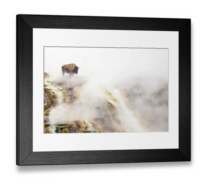 Framed Print : RF- Bison (Bison bison) standing in steam from geothermal springs. Yellowstone National Park Framed Print : RF- Bison (Bison bison) standing in steam from geothermal springs. Yellowstone National Park