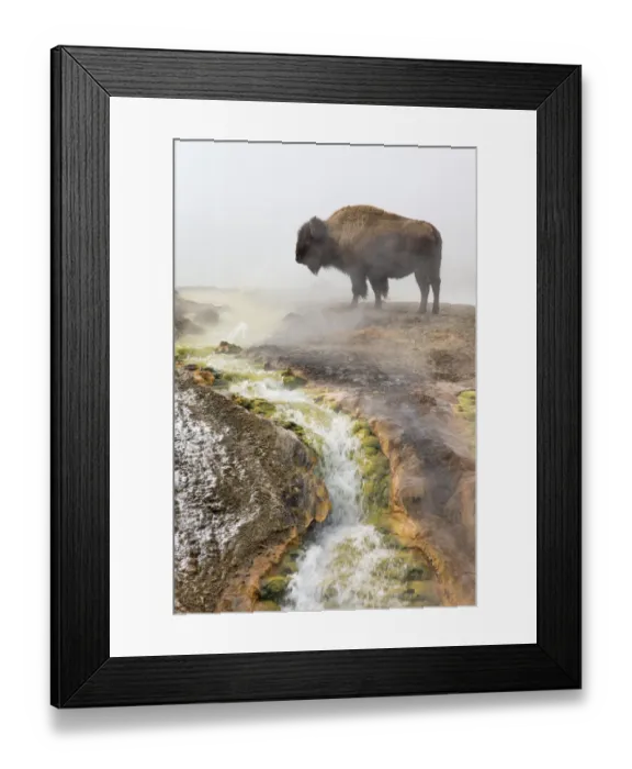Framed Print : Bison (Bison bison) standing steam from geothermal springs, Yellowstone National Park Framed Print : Bison (Bison bison) standing steam from geothermal springs, Yellowstone National Park