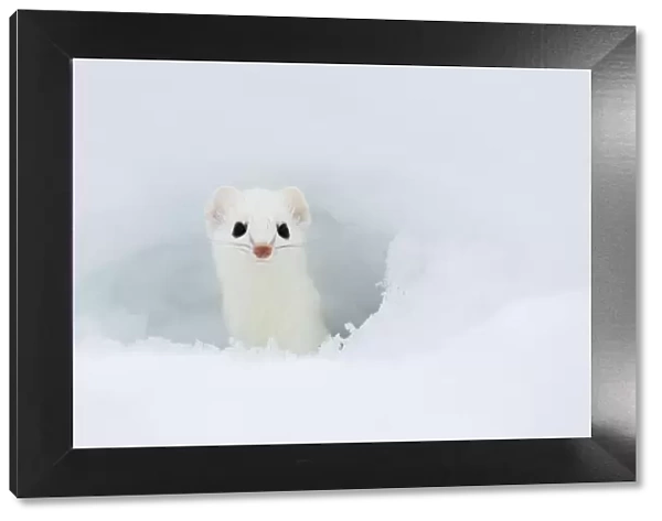 Stoat (Mustela erminea) looking out of hole in snow, in white winter coat, British Columbia