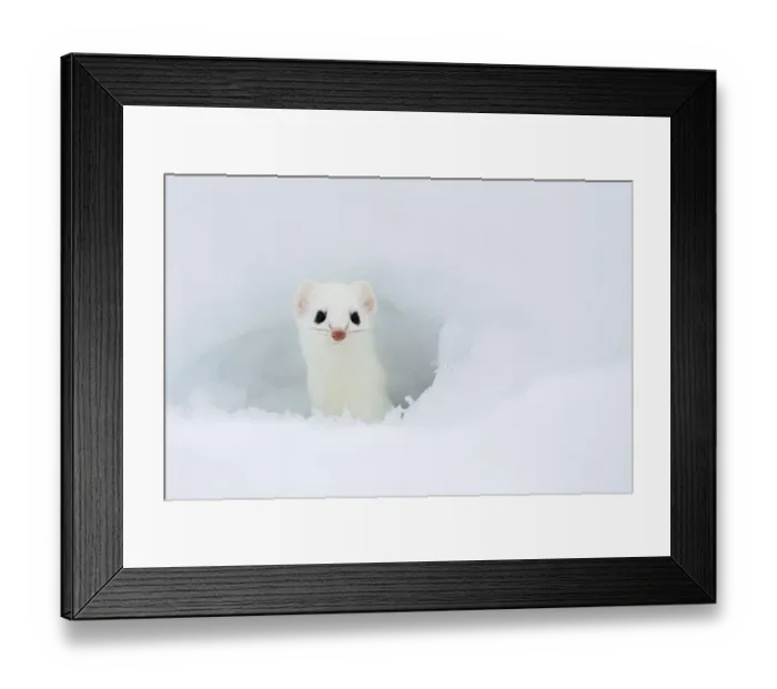 Framed Print : Stoat (Mustela erminea) looking out of hole in snow, in white winter coat, British Columbia Framed Print : Stoat (Mustela erminea) looking out of hole in snow, in white winter coat, British Columbia