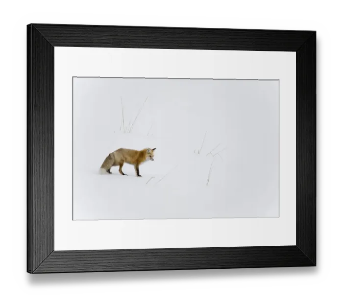 Framed Print : Red fox (Vulpes vulpes) in snow, Yellowstone National Park, Wyoming, USA. Wyoming Framed Print : Red fox (Vulpes vulpes) in snow, Yellowstone National Park, Wyoming, USA. Wyoming