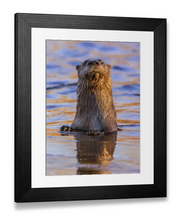 Framed Print : North American River Otter (Lontra canadensis) looking up curiously in a beaver pond Framed Print : North American River Otter (Lontra canadensis) looking up curiously in a beaver pond