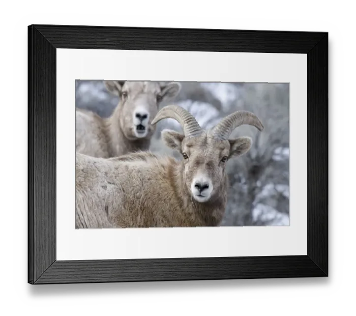 Framed Print : Bighorn Sheep (Ovis canadensis) Yellowstone National Park, Wyoming, USA. January Framed Print : Bighorn Sheep (Ovis canadensis) Yellowstone National Park, Wyoming, USA. January