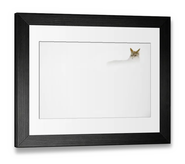 Framed Print : Coyote (Canis latrans) concealed in the snow, Yellowstone National Park, Wyoming, USA Framed Print : Coyote (Canis latrans) concealed in the snow, Yellowstone National Park, Wyoming, USA